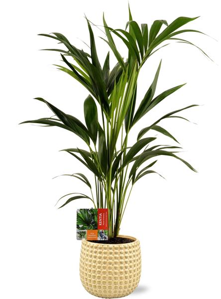 Howea Forsteriana – Ø19cm – ↕80cm + Bubble Pot D19,5×17,5cm – Gold