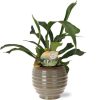 Platycerium Bifurcatum – Ø12cm – ↕35cm + Dalmine Pot D13x11,5cm – Grün