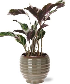 Calathea Fusion White Basic – Ø14cm – ↕40cm + Dalmine Pot D15x14cm – Grau