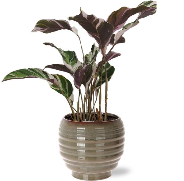 Calathea Fusion White Basic – Ø14cm – ↕40cm + Dalmine Pot D15x14cm – Grau