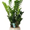 Zamioculcas – Ø21cm – ↕100cm + Dalmine Pot D22x20cm – Weiß
