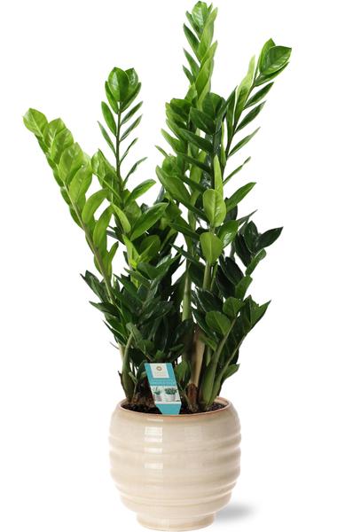 Zamioculcas – Ø21cm – ↕100cm + Dalmine Pot D22x20cm – Weiß