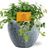 Pilea Depressa Sao Paulo – Ø12cm – ↕20cm + Doug Pot D14x13cm – Grau Weiß