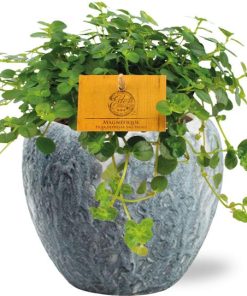 Pilea Depressa Sao Paulo – Ø12cm – ↕20cm + Doug Pot D14x13cm – Grau Weiß