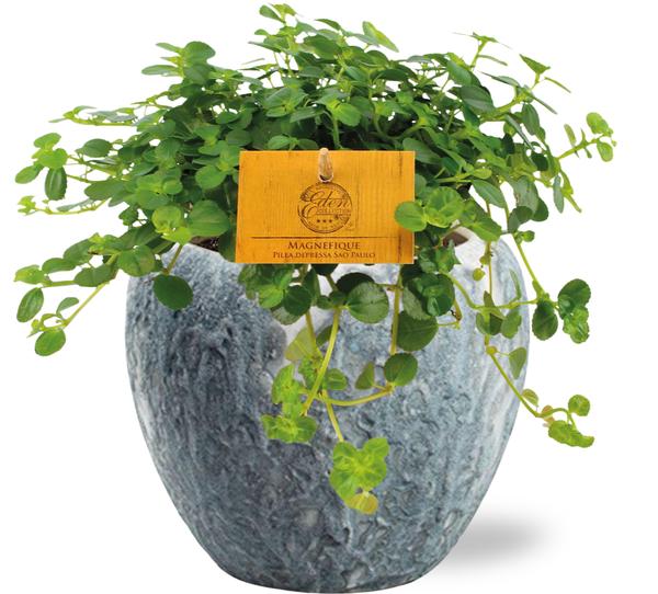 Pilea Depressa Sao Paulo – Ø12cm – ↕20cm + Doug Pot D14x13cm – Grau Weiß