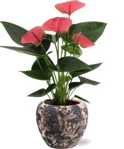 Anthurium Sweet Dream – Ø12cm – ↕36cm + Doug Pot D14x13cm – Schwarz Beige