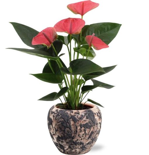 Anthurium Sweet Dream - Ø12cm - ↕36cm + Doug Pot D14x13cm - Schwarz Beige