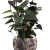 Anthurium Black Love – Ø12cm – ↕36cm + Doug Pot D14x13cm – Schwarz Beige