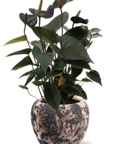 Anthurium Black Love – Ø12cm – ↕36cm + Doug Pot D14x13cm – Schwarz Beige