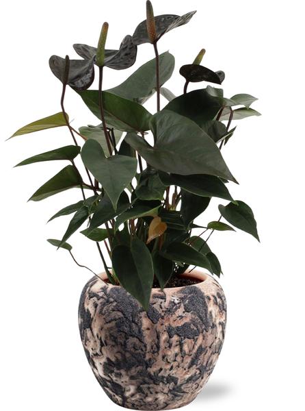 Anthurium Black Love – Ø12cm – ↕36cm + Doug Pot D14x13cm – Schwarz Beige