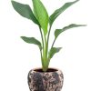 Strelitzia Reginae – Ø12cm – ↕35cm + Doug Pot D14x13cm – Schwarz Beige