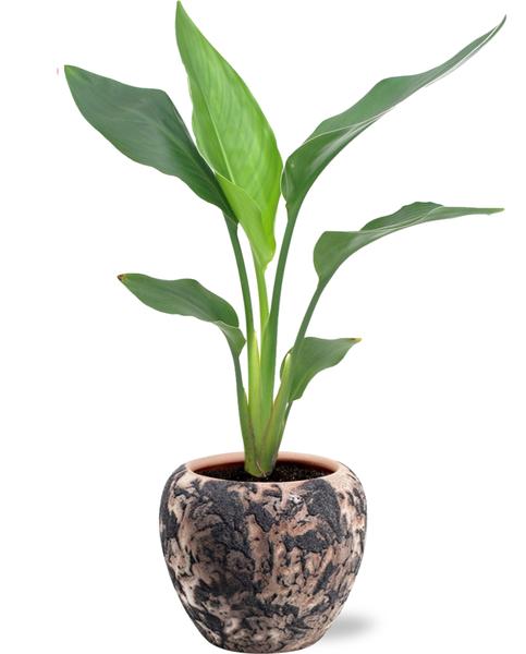 Strelitzia Reginae – Ø12cm – ↕35cm + Doug Pot D14x13cm – Schwarz Beige