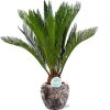 Cycas Revoluta – Ø17cm – ↕70cm + Doug Pot D18x16cm – Schwarz Beige