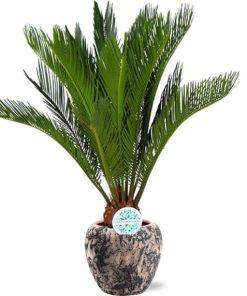 Cycas Revoluta – Ø17cm – ↕70cm + Doug Pot D18x16cm – Schwarz Beige