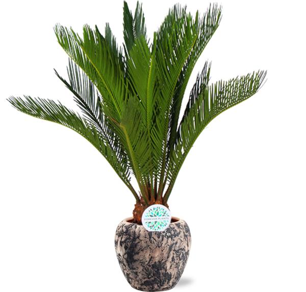 Cycas Revoluta – Ø17cm – ↕70cm + Doug Pot D18x16cm – Schwarz Beige