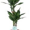 Dracaena Janet Lind – Ø17cm – ↕70cm + Doug Pot D18x16cm – Schwarz Beige Dracaena Janet Lind – Ø17cm – ↕70cm + Doug Pot D18x16cm – Schwarz Beige