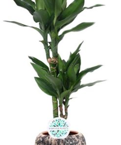 Dracaena Janet Lind – Ø17cm – ↕70cm + Doug Pot D18x16cm – Schwarz Beige