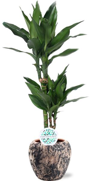 Dracaena Janet Lind – Ø17cm – ↕70cm + Doug Pot D18x16cm – Schwarz Beige