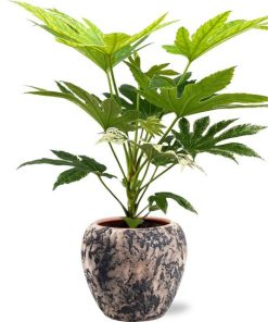 Fatsia Japonica Spider Web – Ø17cm – ↕50cm + Doug Pot D18x16cm – Schwarz Beige