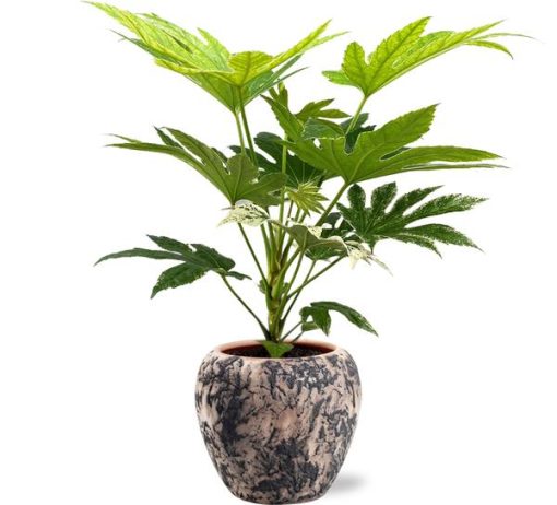 Fatsia Japonica Spider Web - Ø17cm - ↕50cm + Doug Pot D18x16cm - Schwarz Beige