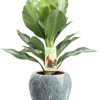 Aglaonema Silver Bay – Ø17cm – ↕55cm + Doug Pot D18x16cm – Grau Weiß