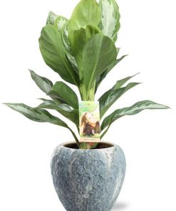 Aglaonema Silver Bay – Ø17cm – ↕55cm + Doug Pot D18x16cm – Grau Weiß