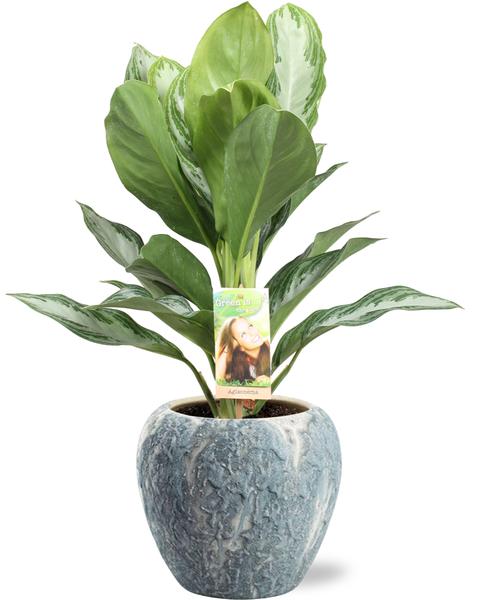 Aglaonema Silver Bay – Ø17cm – ↕55cm + Doug Pot D18x16cm – Grau Weiß