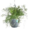 Asparagus Sprengeri Hang – Ø17cm – ↕35cm + Doug Pot D18x16cm – Grau Weiß