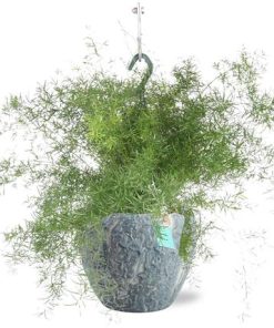 Asparagus Sprengeri Hang – Ø17cm – ↕35cm + Doug Pot D18x16cm – Grau Weiß