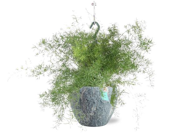 Asparagus Sprengeri Hang – Ø17cm – ↕35cm + Doug Pot D18x16cm – Grau Weiß