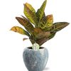 Codiaeum Petra – Ø17cm – ↕45cm Doug Pot D18x16cm – Grau Weiß