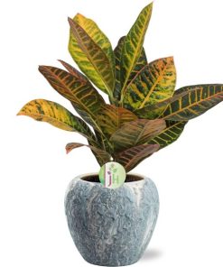 Codiaeum Petra – Ø17cm – ↕45cm Doug Pot D18x16cm – Grau Weiß