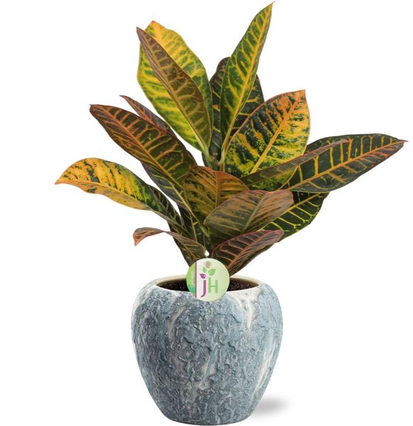 Codiaeum Petra – Ø17cm – ↕45cm Doug Pot D18x16cm – Grau Weiß