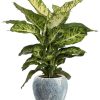 Dieffenbachia Mars – Ø17cm – ↕50cm + Doug Pot D18x16cm – Grau Weiß