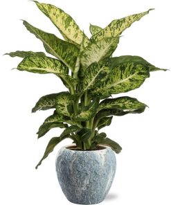 Dieffenbachia Mars – Ø17cm – ↕50cm + Doug Pot D18x16cm – Grau Weiß