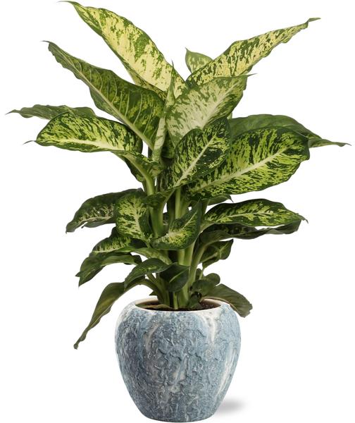 Dieffenbachia Mars – Ø17cm – ↕50cm + Doug Pot D18x16cm – Grau Weiß