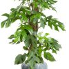 Monstera Minima – Ø19cm – ↕80cm + Doug Pot D20x18cm – Grau Weiß