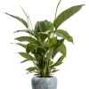 Spathiphyllum Bingo Cupido – Ø19cm – ↕80cm + Doug Pot D20x18cm – Grau Weiß