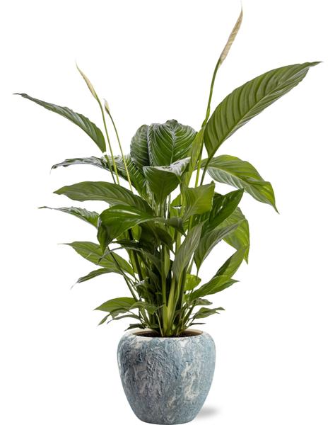 Spathiphyllum Bingo Cupido – Ø19cm – ↕80cm + Doug Pot D20x18cm – Grau Weiß