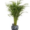 Dypsis Lutescens – Ø21cm – ↕110cm + Doug Pot D24x22cm – Schwarz Weiß