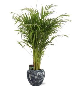 Dypsis Lutescens – Ø21cm – ↕110cm + Doug Pot D24x22cm – Schwarz Weiß