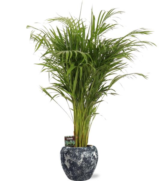 Dypsis Lutescens – Ø21cm – ↕110cm + Doug Pot D24x22cm – Schwarz Weiß