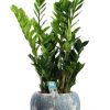 Zamioculcas Zamiifolia – Ø21cm – ↕95cm + Doug Pot D24x22cm – Grau Weiß