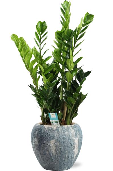 Zamioculcas Zamiifolia – Ø21cm – ↕95cm + Doug Pot D24x22cm – Grau Weiß