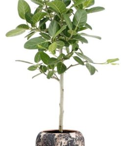 Ficus Benghalensis Petite Audrey – Ø21cm – ↕75cm + Doug Pot D24x22cm – Schwarz Beige