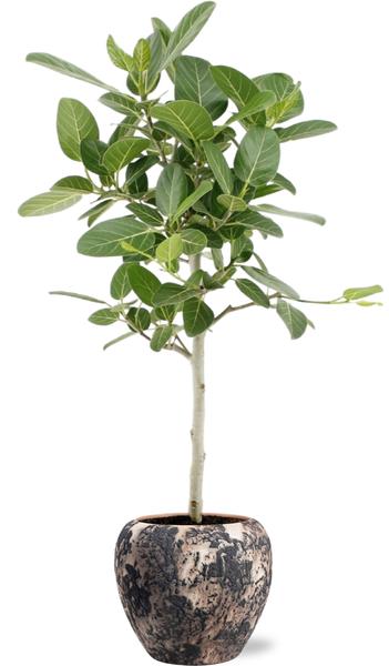 Ficus Benghalensis Petite Audrey – Ø21cm – ↕75cm + Doug Pot D24x22cm – Schwarz Beige