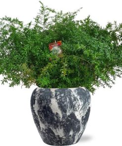 Asparagus Densiflorus Cwebe – Ø27cm – ↕65cm + Doug Pot D29x26cm – Schwarz Weiß