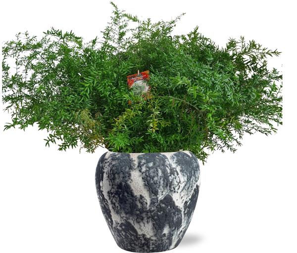 Asparagus Densiflorus Cwebe – Ø27cm – ↕65cm + Doug Pot D29x26cm – Schwarz Weiß