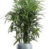 Rhapis Excelsa – Ø27cm – ↕120cm + Doug Pot D29x26cm – Grau Weiß