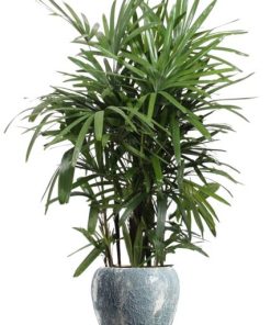 Rhapis Excelsa – Ø27cm – ↕120cm + Doug Pot D29x26cm – Grau Weiß